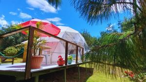 瓜塔维塔El Alpino Cabaña Glamping & Camping的棕榈树花园中的圆顶房屋