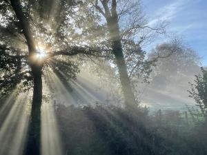 斯旺西Efail Y Garn的一群阳光照耀着的树