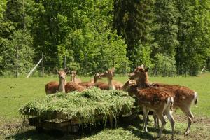 阿亨基希Gasthaus Marie的一群鹿在田野里吃干草
