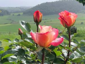 坎帕尼亚诺·迪罗马瑟兰拉度假屋的一组粉红色玫瑰,背景是一片田野