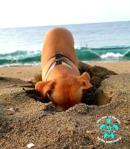 巴拉德纳维达Villa Star of the Sea的一只狗把头伸出沙滩