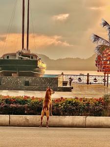吉婆岛Phoenix Flower Hotel的一条狗坐在人行道上,看着一条船