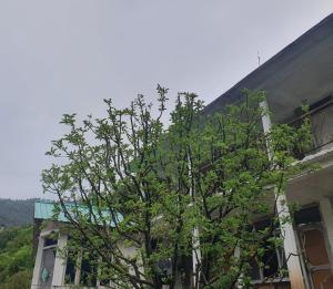 ToshL'Ashrum Cafe & Inn的树在建筑物前面