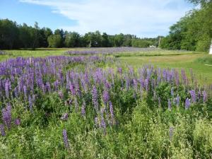 Lamoine CornerSugar Maple Farm near Acadia - 4 Bedrooms, 5 Beds的田野中紫色的花田