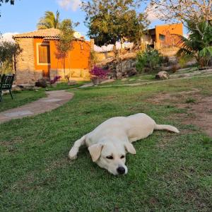 Serra de São BentoPousada Lajedo的一只白狗躺在院子里的草地上