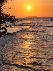 卡塔赫纳Palos Locos Baru的海岸上一棵树,在海洋上方的日落