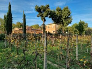 阿巴迪蒙提帕克Fornace del Conte的一座种有树木的葡萄园和一座房子