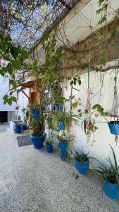 Sicca VeneriaCasa Zitouna - Guest House - Kef, Tunisia的建筑一侧的盆栽植物群