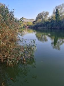 希莱agva temmuz otel的河里有些草在水里