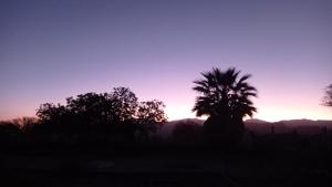 乌尼翁镇YANAY的日落时在田野里的棕榈树