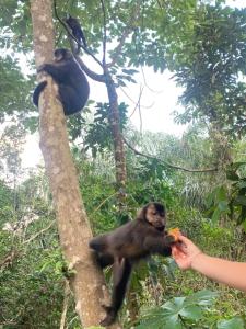 伯迪亚哥SUÍTE PRIVATIVA RIVIERA & ITAGUARÉ 100mts de 2 praias!的把猴子喂入树上的人
