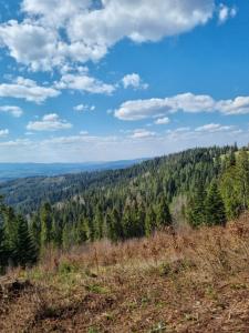 PoniceNoclegi w gorcach的从山顶上可欣赏到森林美景