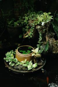 Tây Ninh泰尼民宿的桌上装满植物的锅