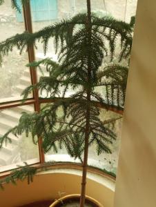 瓦拉斯ALOJAMIENTO PICSHA EXPEDITIONS的窗户前的盆子里的松树