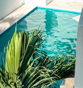 图卢姆hotel stella maris tulum的水边植物的游泳池
