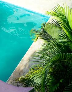 图卢姆hotel stella maris tulum的游泳池旁的棕榈树