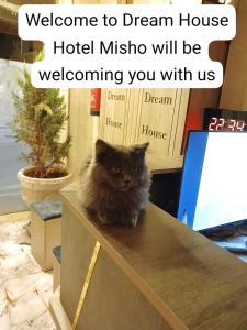 杰拉什dream house hotel的坐在桌子上的小猫