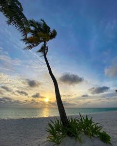 科卢马杜卢Oceana Inn Maldives的海滩上的棕榈树与日落