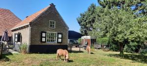 Rilland-BathMariahoeve的两匹马在房子前面放牧