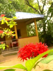 YapahuwaYapahuwa Relax Stay的房子前的红花