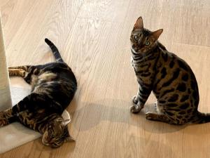特罗姆瑟Hjemmekoselig leilighet med nydelig utsikt的两只猫躺在地板上,彼此相邻