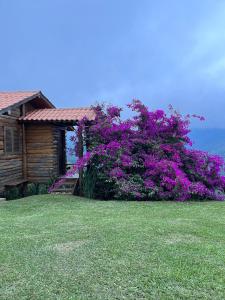 维奥康德马奥Cabana Vista Maravilhosa的一座带紫色花卉的大灌木的房子