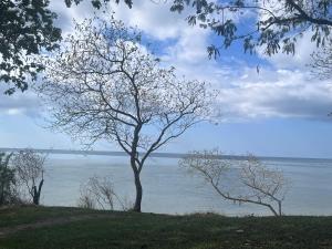 基林多尼Maweni CoralBay Beach Villa的水边山坡上的一棵树