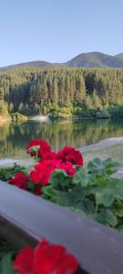 班斯科Bansko St Ivan Rilski Luxury Apartment 4 stars Free SPA & Mineral water的湖边桌子上一簇红花