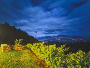图里亚尔瓦Las Colinas Glamping的享有葡萄园的夜间景致