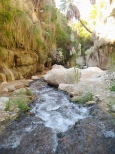 Ad Dimnahمزرعة الشفق的一条有岩石和棕榈树的水流