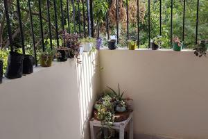 新德里La Floraison - Solo/Couple-Hauz khas/AIIMS/IIT的白色的栅栏,上面有一堆盆栽植物
