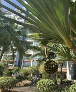 ShuijiaoSunny Apartment, minutes to beach的 ⁇ 萝挂在一棵棕榈树上,在一座建筑前