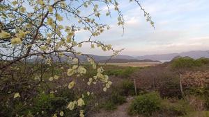 Coronel MoldesEl Cardon - Casa de Campo的从山丘上树木欣赏到田野的景色