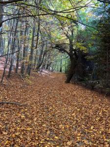 SălătrucelM&V Infinit的树林里树叶覆盖的小路
