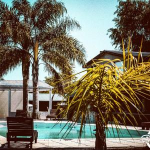 GualeguaychúComplejo Sol y Luna的棕榈树游泳池旁的长凳