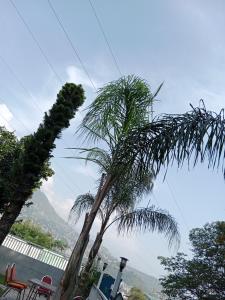 穆扎法拉巴德Kashmir lodge的棕榈树,山底下
