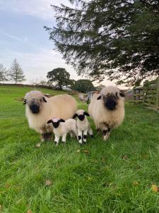 YstradgynlaisThe original Sleeping Giant Lodge - Farm Stay, meet the animals的两只成年羊和两只婴儿羊站在田野里