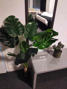 布莱克浦Q - Accomodation的坐在镜子前桌子上的植物