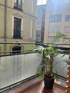 巴利亚多利德Apartamento en pleno centro de Valladolid的种植在锅中的植物的阳台