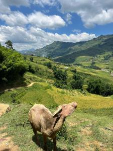 萨帕Surelee House and Trekking的一只骆驼站在草木的山顶上