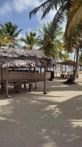 Arritupo Número DosGunayar amazing的棕榈树海滩上的长椅