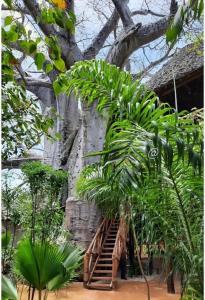 MtendeBaobab Africa Lodge Zanzibar的楼梯通往有树的建筑