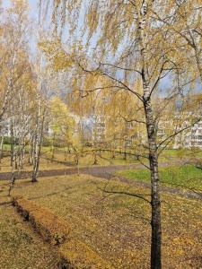 里加Iļģuciema Apartment的秋天公园里的一群树木