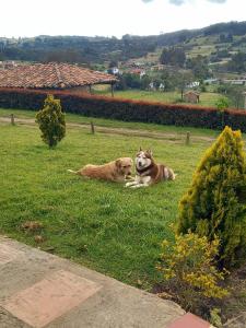 蒙圭Brisas de San Roque by Rotamundos的两只狗躺在草地上