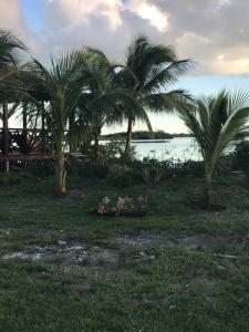 拿骚Hidden Paradise - Cottage的一群棕榈树在一片水田里