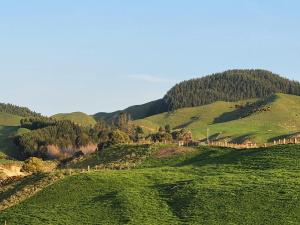 罗托鲁瓦A stunning retreat in Rotorua!的绿树成荫的山坡