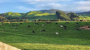 罗托鲁瓦A stunning retreat in Rotorua!的一群在绿色田野中放牧的动物