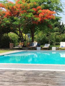 卡萨内Sunbirds Chobe Hotel的一座游泳池,里面种着红花树