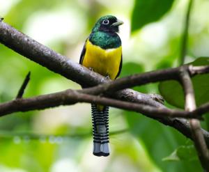 托尔图格罗La Casona Eco-Lodge Tortuguero的树枝上栖息着的黄色和绿色的鸟