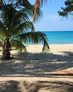 LoizaAquatika Paraíso Tropical的棕榈树在沙滩上与大海